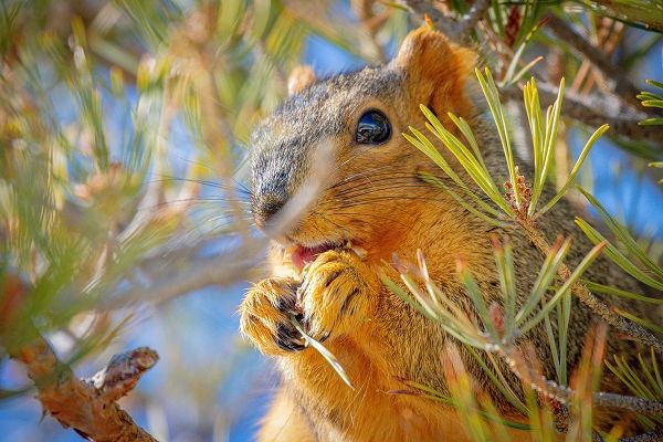 Colorado-Fort Collins Fox squirrel eating pine cone